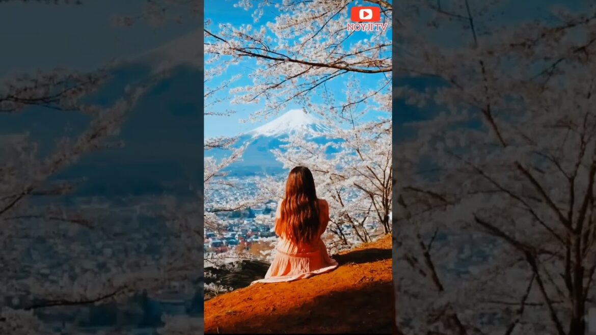 MOUNT FUJI CHERRY BLOSSOM | SHORTS @NOYJITV