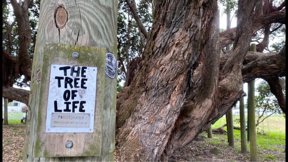 Tree to Sea Mt Maunganui🇳🇿LIVE Walking in New Zealand Tree to Sea Mt Maunganui🇳🇿LIVE Walking in New Zealand
