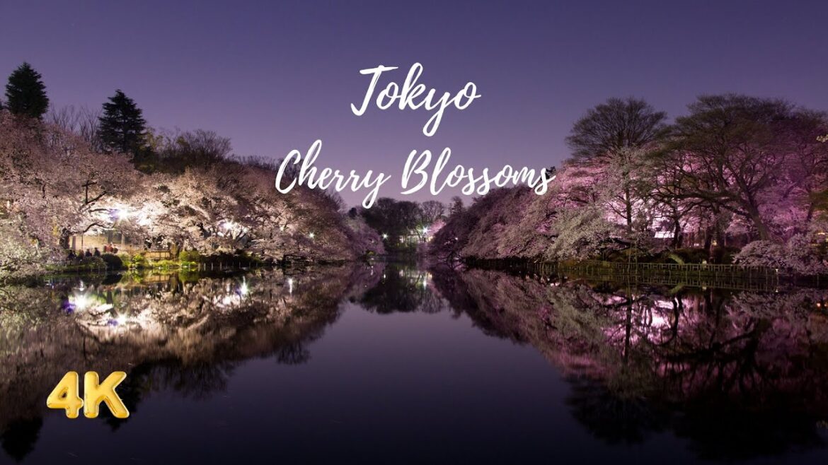 Time-lapse Travel – Beautiful Tokyo Cherry Blossoms – Japan – 4K Time-lapse Travel - Beautiful Tokyo Cherry Blossoms - Japan - 4K