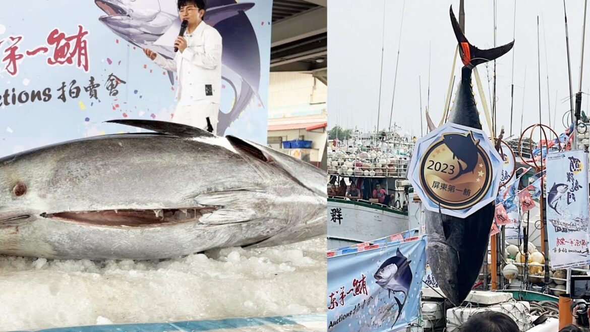 Bidding on 186.6kg Giant bluefin tuna at Taiwan biggest auction!