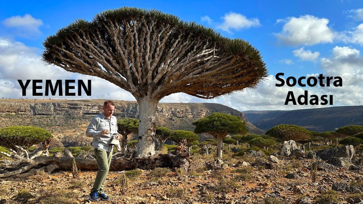 Yemen Socotra Adası Gezim