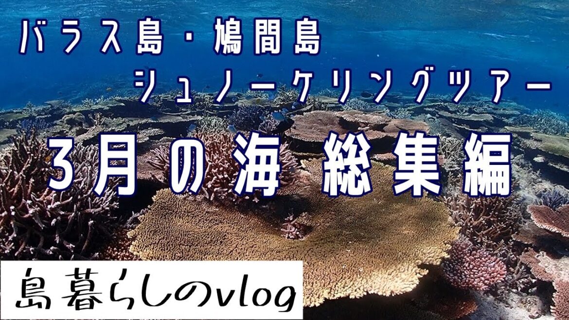 西表島バラス島・鳩間島シュノーケリングツアー/3月総集編/No.218