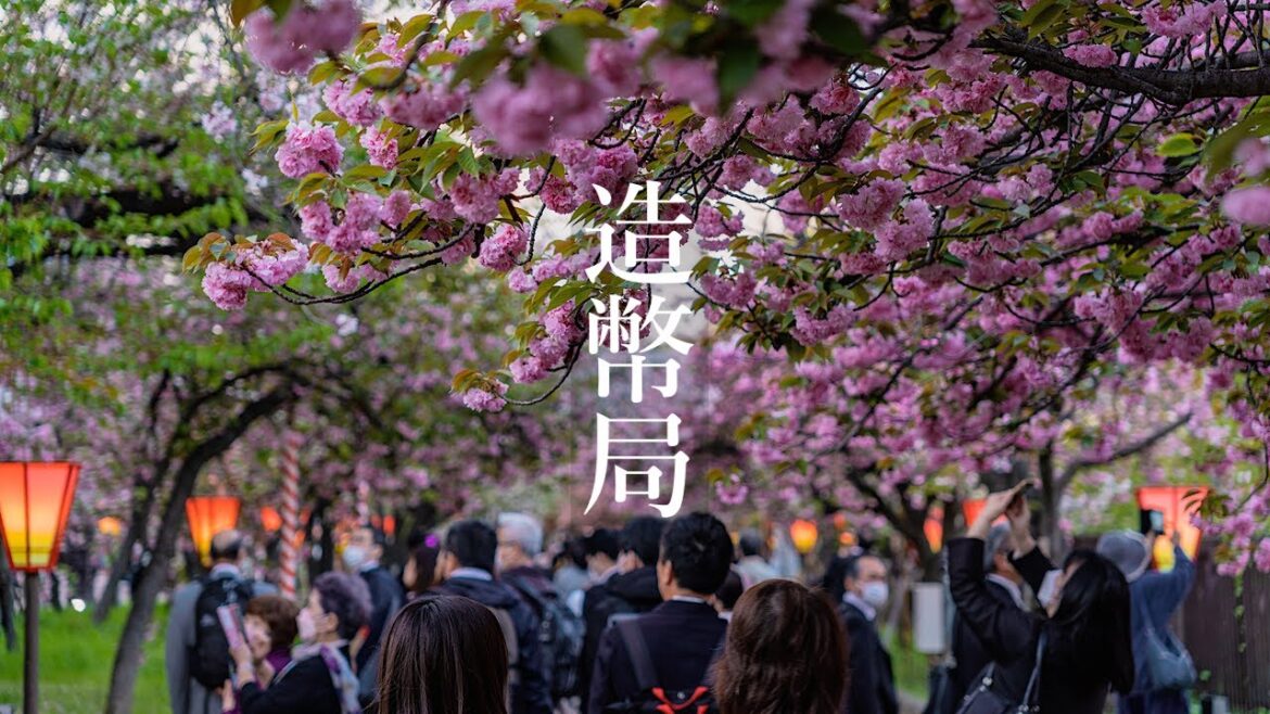造幣局 桜の通り抜け 2023 Osaka Walk - Japan Mint Cherry Blossom 4K HDR Japan