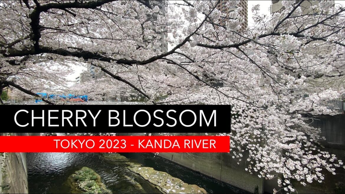 Sakura Bloom 2023 season - Tokyo - Kanda River