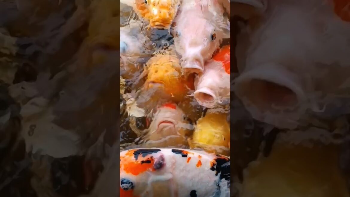 Japan, Okayama Korakuen, Koi fish.