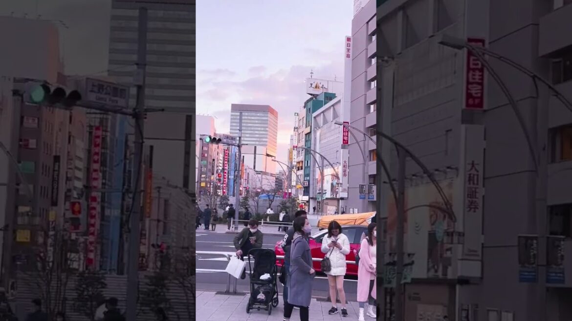 Cherry Blossoms (Sakura), Tokyo, Japan | #Shorts