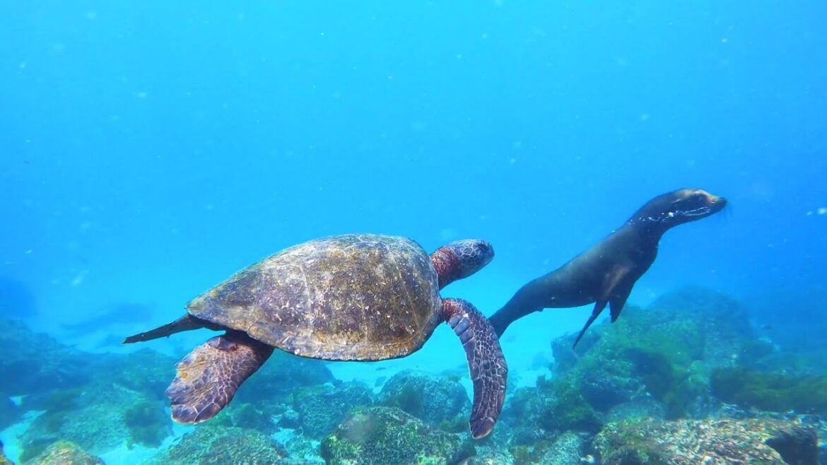 Galapagos Islands is one of the most unique places on earth..Travel Video