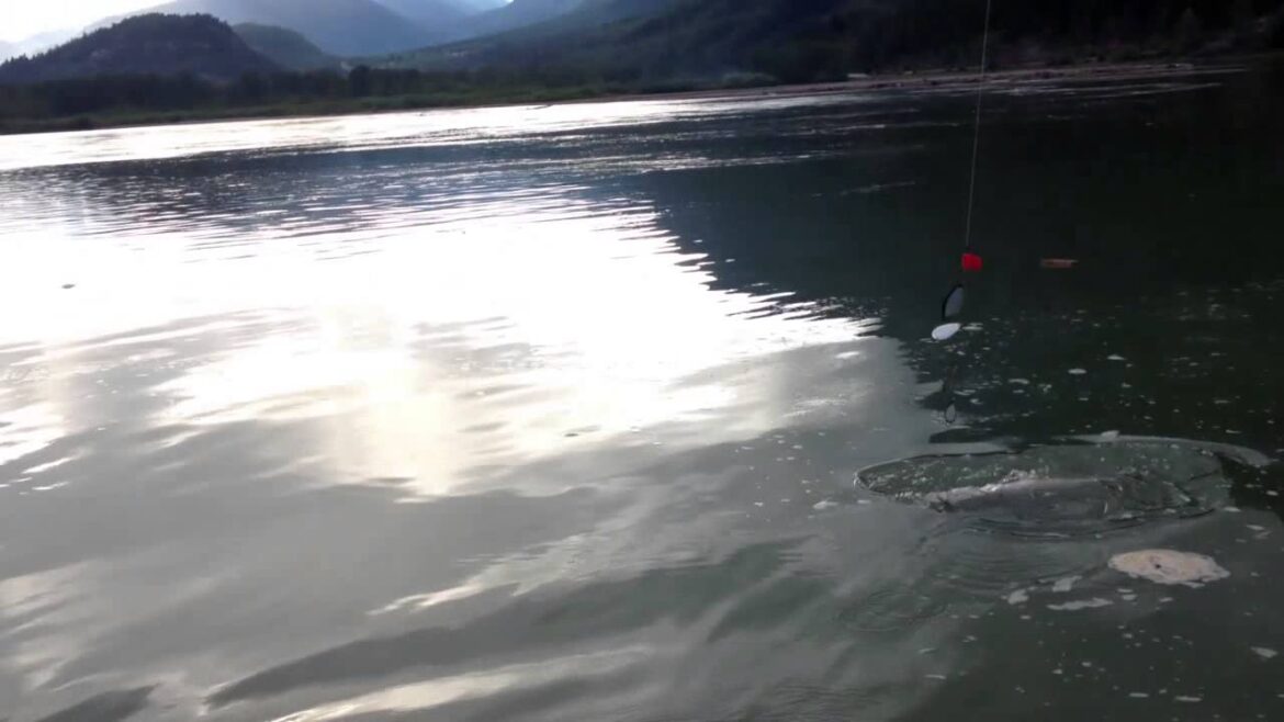 Freshwater Salmon Fishing in BC