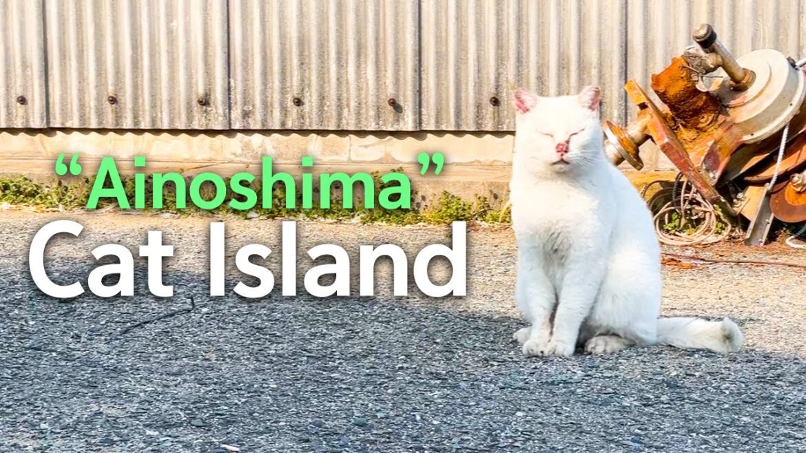 Japan’s Cat Island “Ainoshima” Japan's Cat Island "Ainoshima"