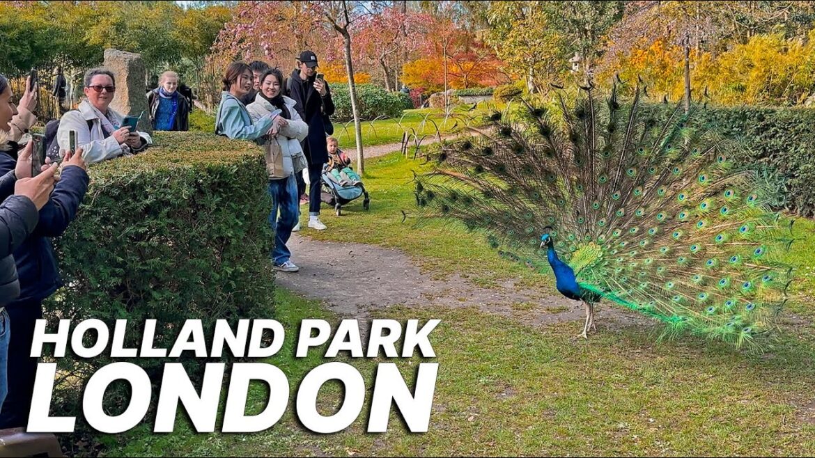 London Walking Tour from Holland Park, Kyoto Gardens to High Street Kensington, spring has sprung! 🦚