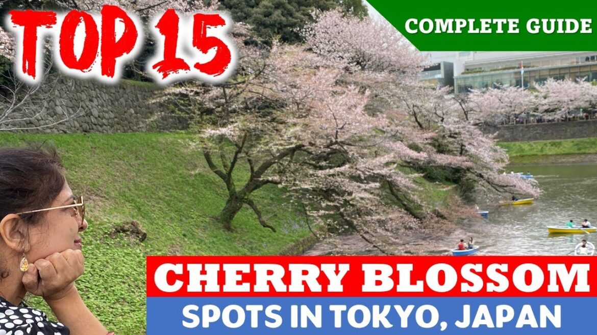 Top 15 Tourist Destinations in Tokyo | Complete Guide for Cherry Blossom in Japan | Sakura in Tokyo Top 15 Tourist Destinations in Tokyo | Complete Guide for Cherry Blossom in Japan | Sakura in Tokyo