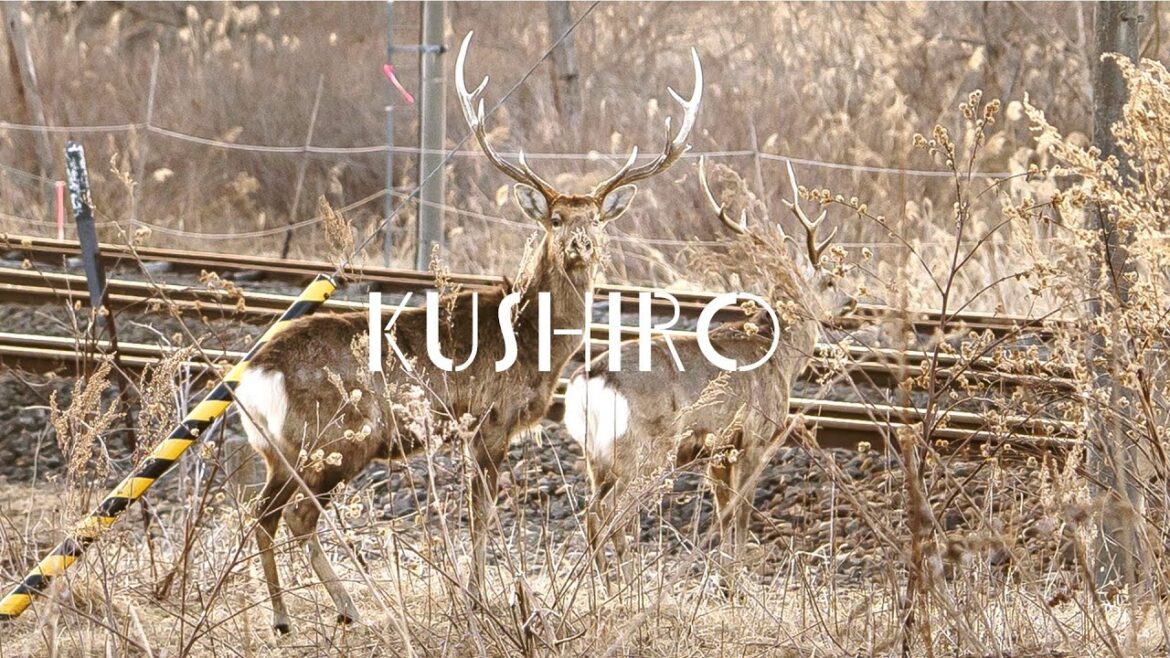 Secret Getaway 2-Day Trip to Kushiro🛬Deer, sauna and beautiful starry sky🌌