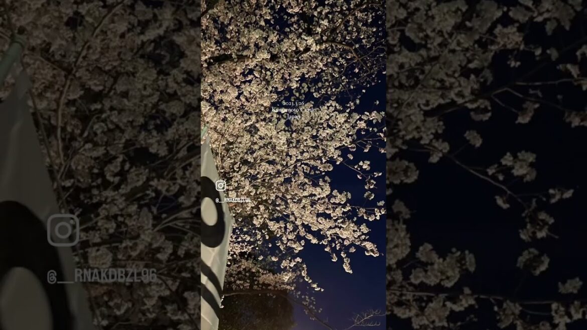 Beautiful Cherry Blossom in Kumamoto,Japan