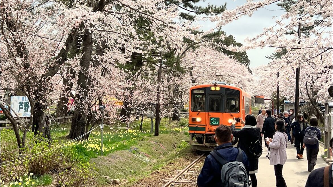 【ライブ】青森 五所川原 芦野公園 の桜を見て回ろう 2023/04/14 【ライブ】青森 五所川原 芦野公園 の桜を見て回ろう 2023/04/14
