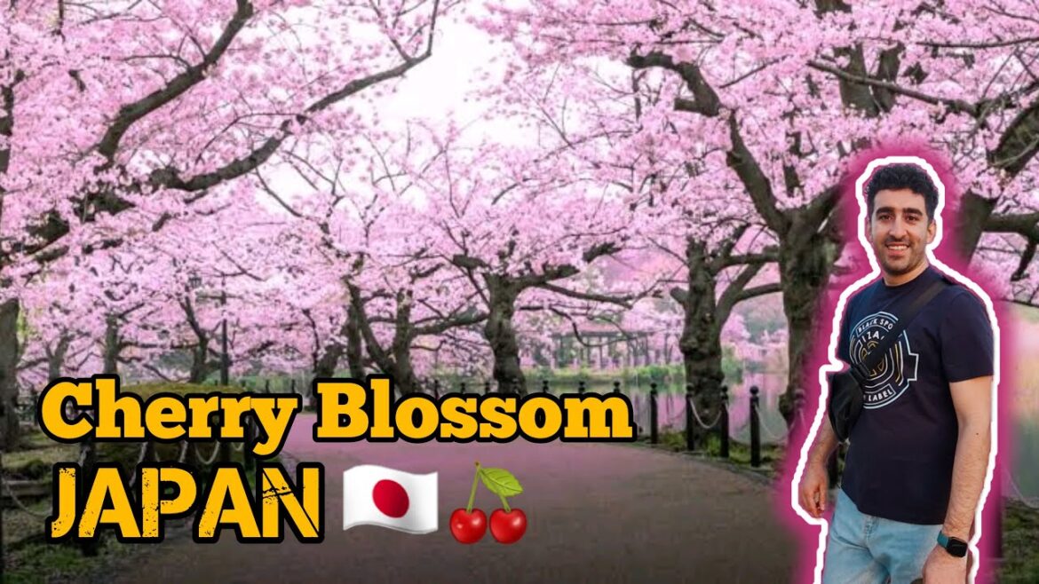 japan cherry blossoms 2023 – best early sakura near tokyo japan cherry blossoms 2023 - best early sakura near tokyo