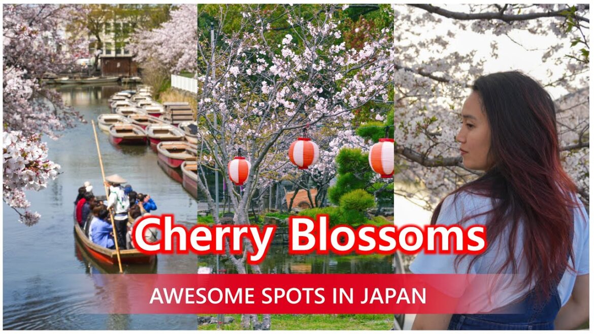 Awesome Cherry Blossom Spots in Kyushu + Best Hanami in Japan | 花見, 桜, 福岡