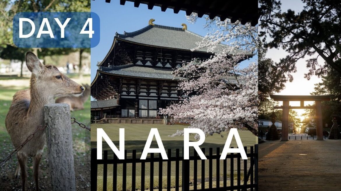 Spring 2023 Trip to Japan - Day 4 - Nara