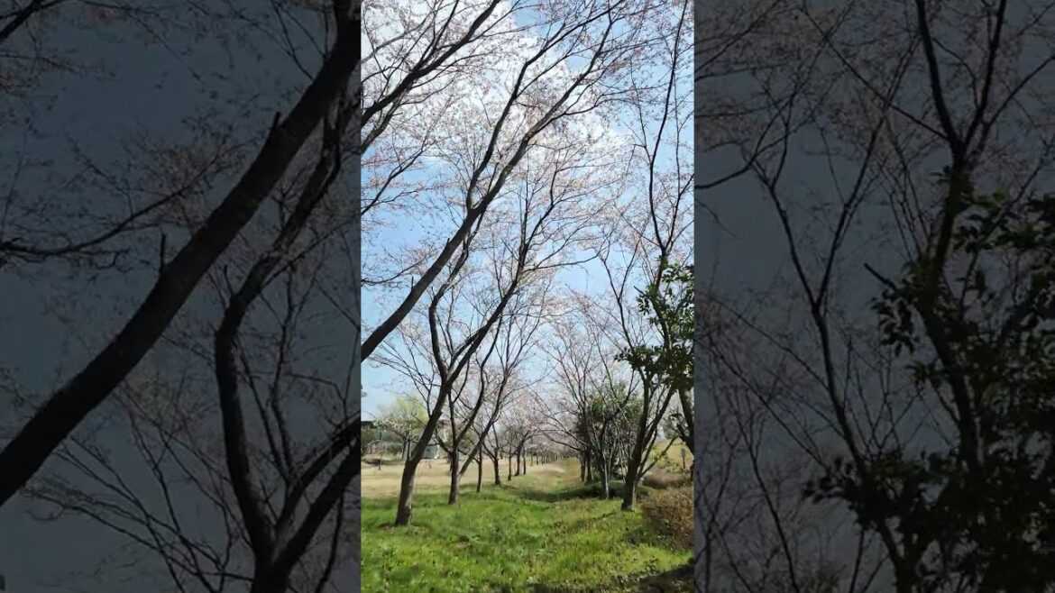 豊栄 遊水館 ふるさとの森の桜並木