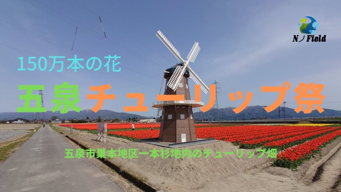 【150万本のチューリップ】2023 五泉チューリップまつり【新潟県 五泉市】