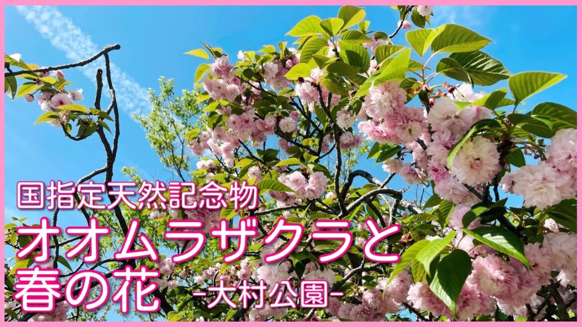長崎🌸天然記念物 オオムラザクラと春の花/ 大村公園と大村神社［Trip vlog］Omura Sakura Cherry Blossom Spots in NAGASAKI JAPAN