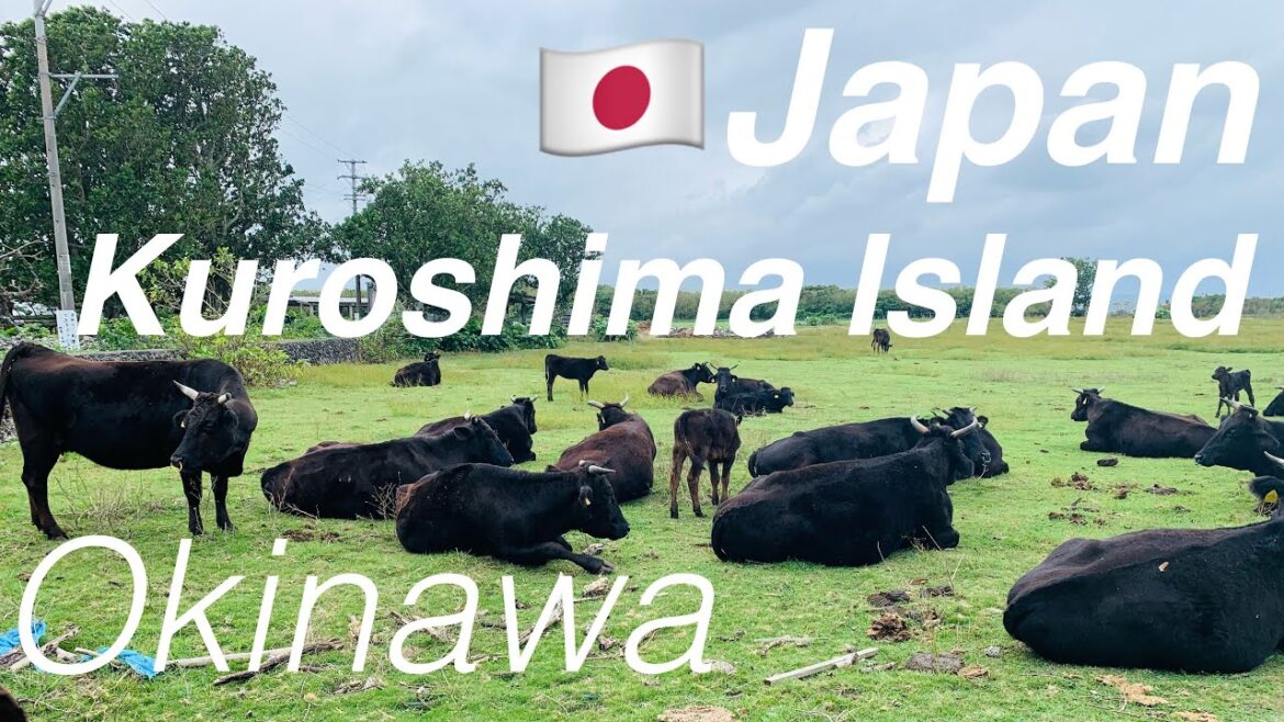 JAPAN🇯🇵Kuroshima Island / Enjoy the simple nature! /Ishigaki Island, Okinawa