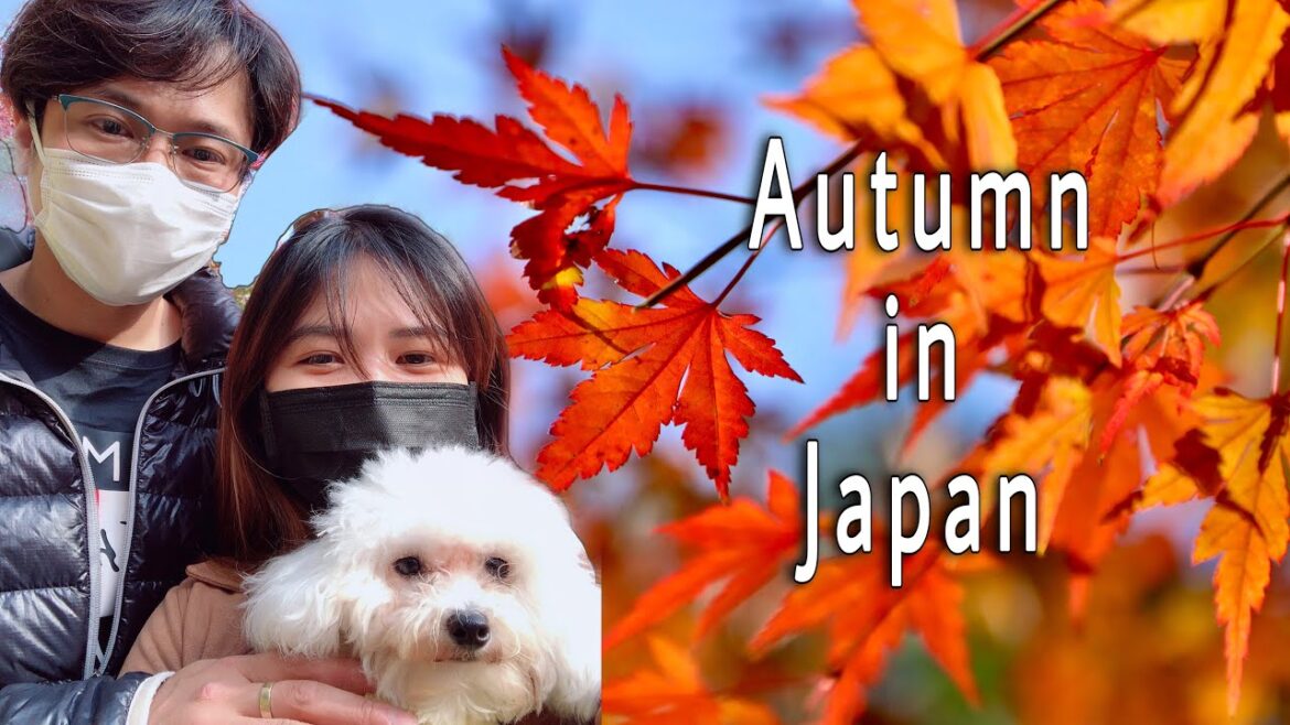 JAPAN AUTUMN SEASON/IZUMI NATURE PARK /2021 JAPAN AUTUMN SEASON/IZUMI NATURE PARK /2021