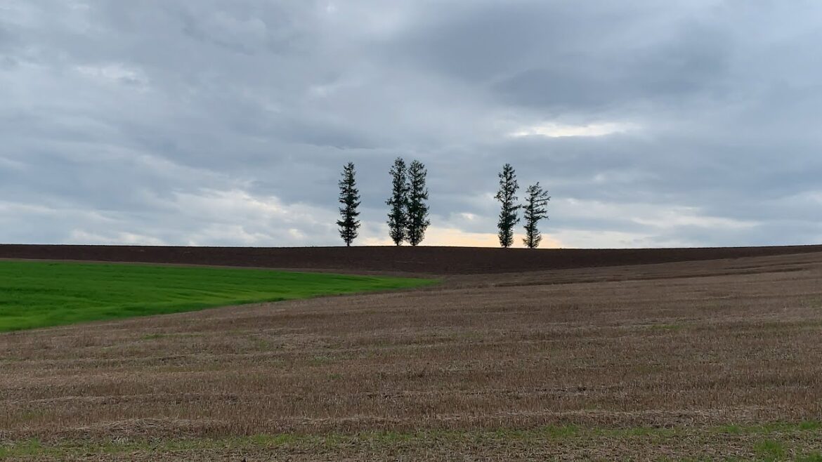 【秋の旅 2019】 美瑛をレンタサイクルで観光!「ケンとメリーの木」や「マイルドセブンの丘」へ (4K Ultra HD) 【秋の旅 2019】 美瑛をレンタサイクルで観光!「ケンとメリーの木」や「マイルドセブンの丘」へ (4K Ultra HD)