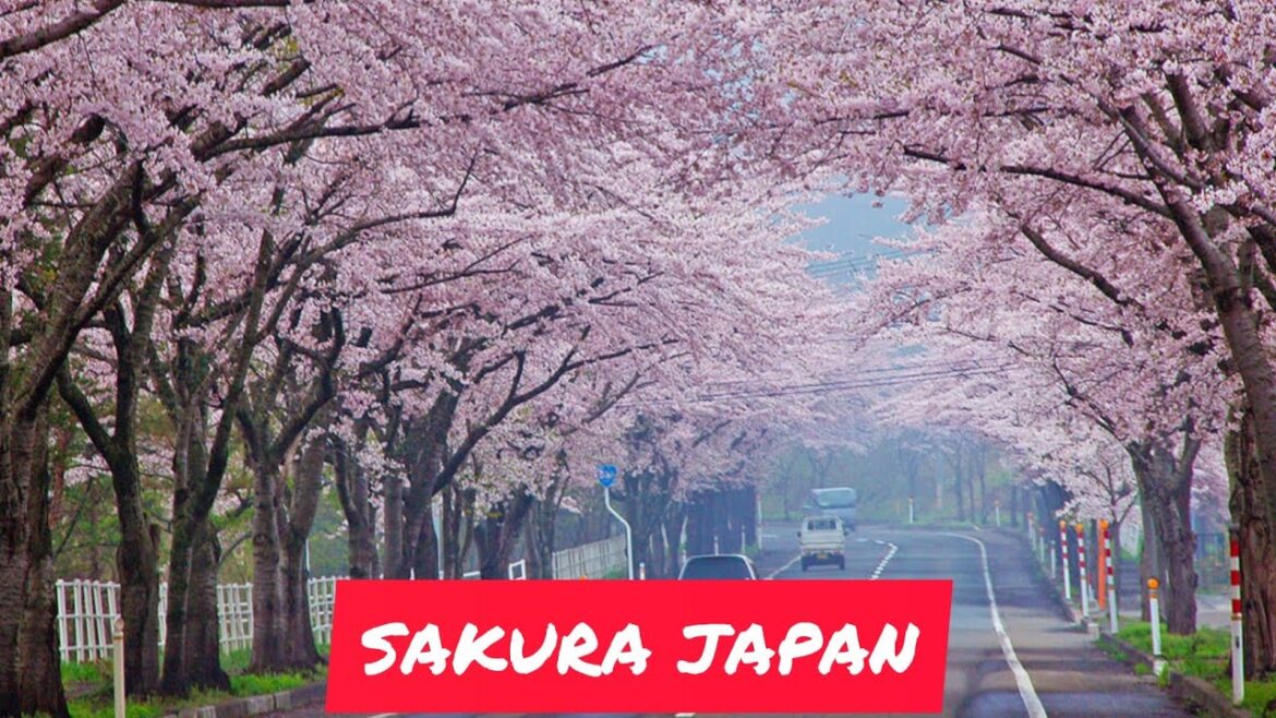 Cherry Blossom Japan| Sakura Tokyo Japan| Cherry blossom festival| Cherry Blossom Tokyo| 🌸 #sakura