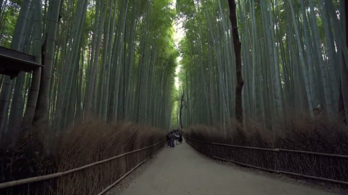 Japan Travel | Arashiyama Bamboo Grove | Kyoto | Bamboo Forest | Relaxing Music | Scenic
