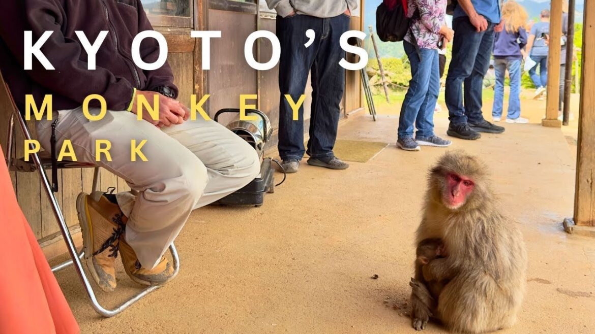 Monkey Park & Arashiyama Togetsu Bridge Kyoto Live Monkey Park & Arashiyama Togetsu Bridge Kyoto Live