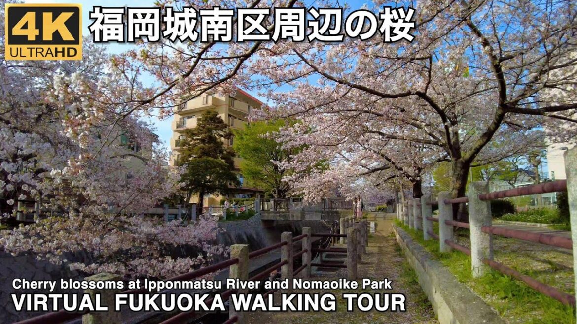 福岡城南区周辺の桜virtual Fukuoka walking tour cherry blossoms at Ipponmatsu River and Nomaoike Park