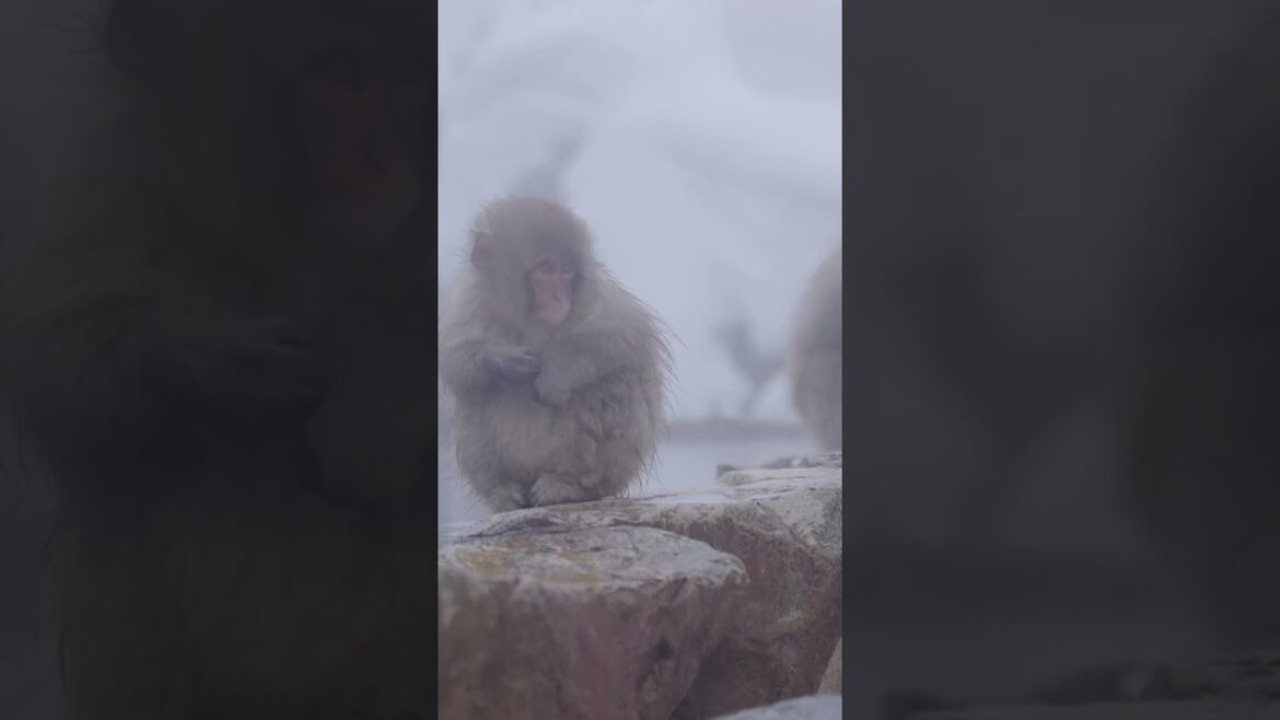 Let's Go to NAGANO, Japan 🇯🇵 | #shorts