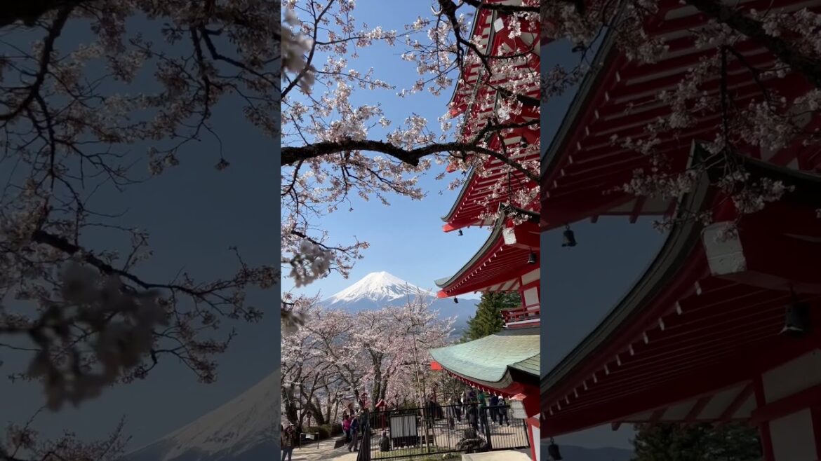 Iconic Sakura Chureito Pagoda Mt. Fuji view!