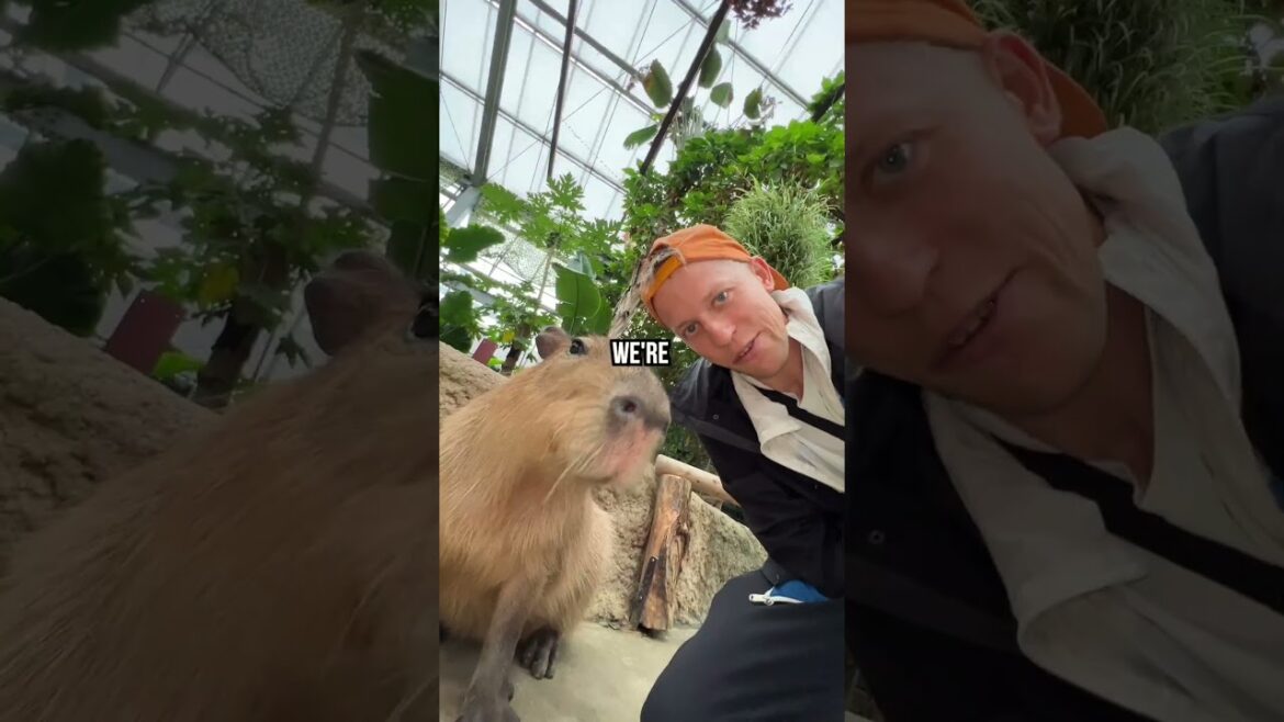 Visiting the MOST POPULAR ANIMAL in the WORLD! (Capybaras) #shorts