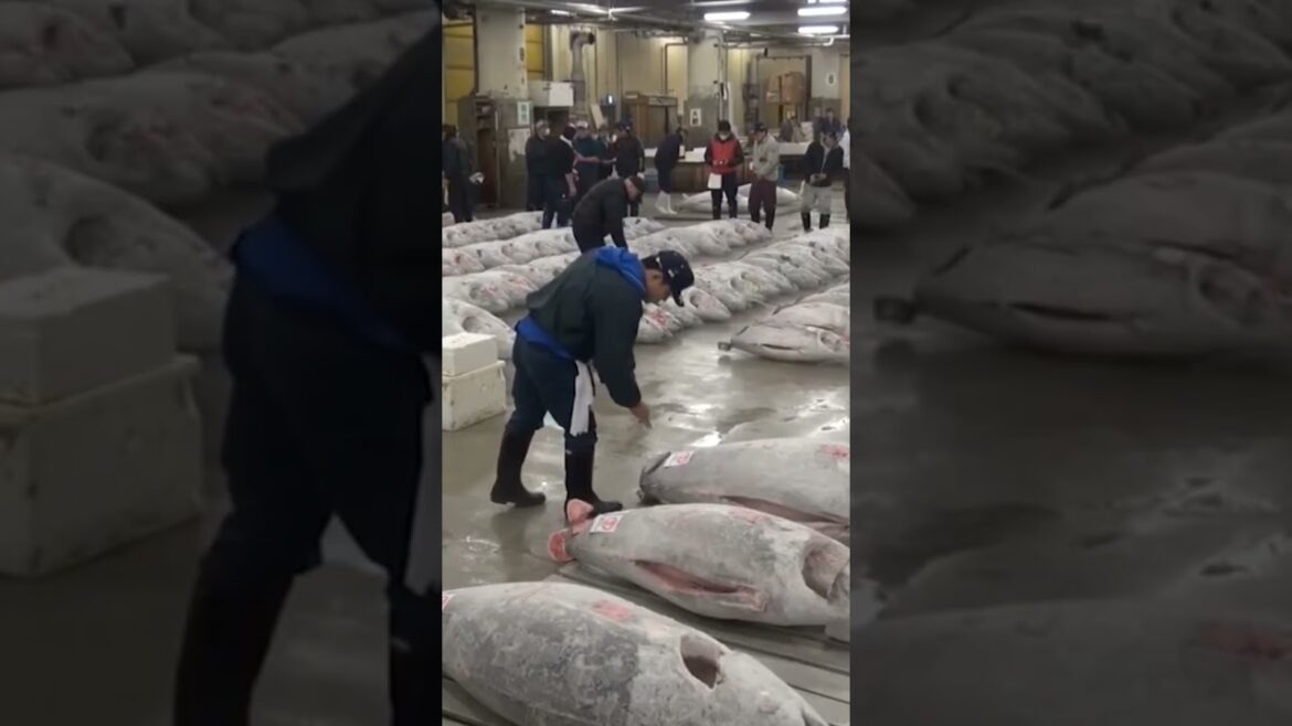 Tsukiji Fish Market in Japan (clip).