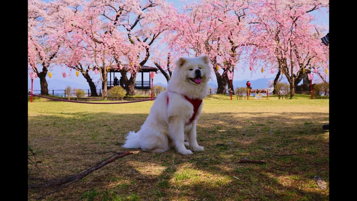 8K HDR 秋田 大館城の桜 Sakura at Odate Castle