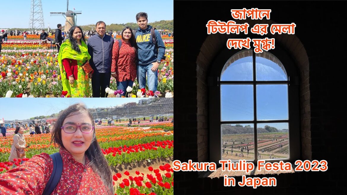 Sakura Tulips Festa 2023 in Japan।।Tulip in japan।।জাপানে প্রথম দেখে টিউলিপ এর বাহারী বাগান।।Japan।।