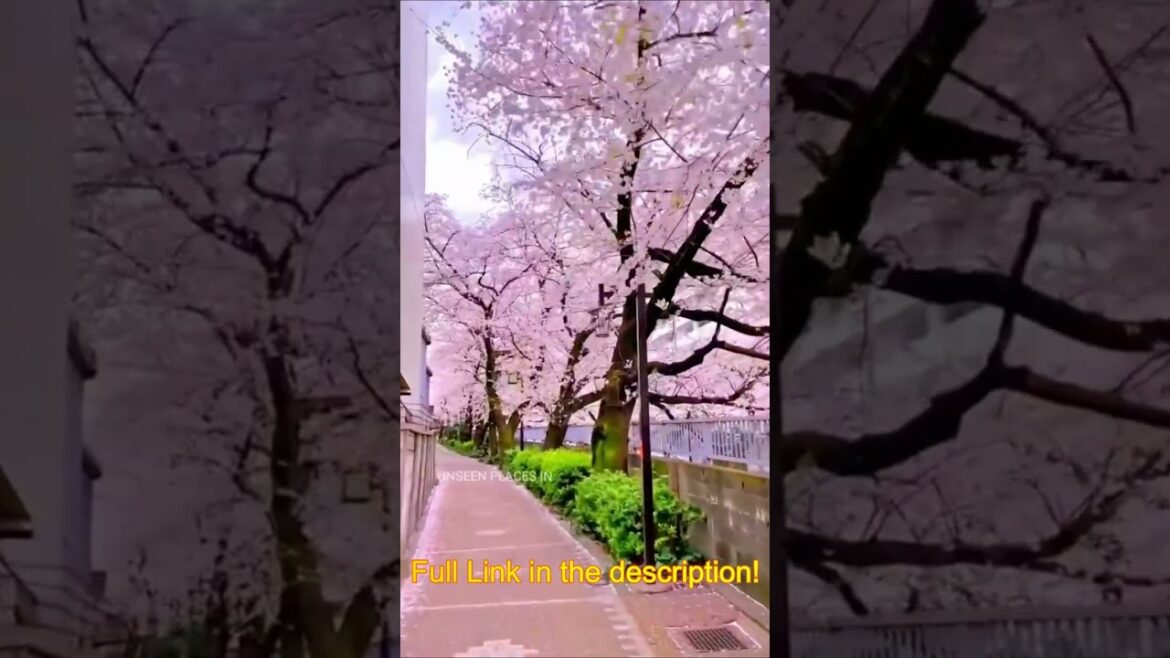 Sakura season - Beautiful Japan - Traveling to Japan #beautiful #nature #japan #sakura #travel