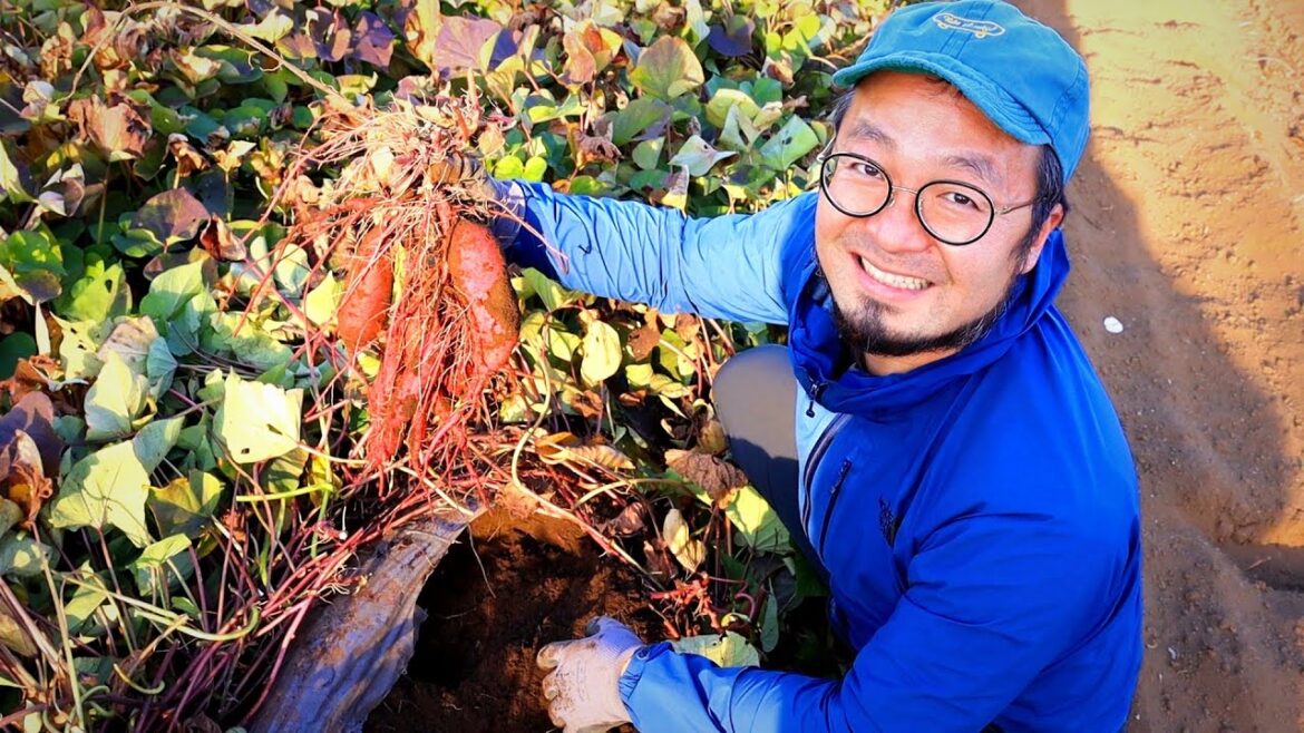 Le quotidien d'un agriculteur au Japon !