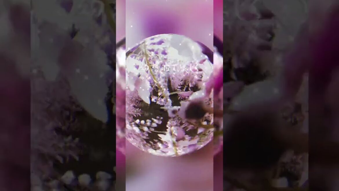 「日本の最も美しい場所31選」河内藤園の幻想的な藤の情景#shorts #fukuokaprefecture 「日本の最も美しい場所31選」河内藤園の幻想的な藤の情景#shorts #fukuokaprefecture