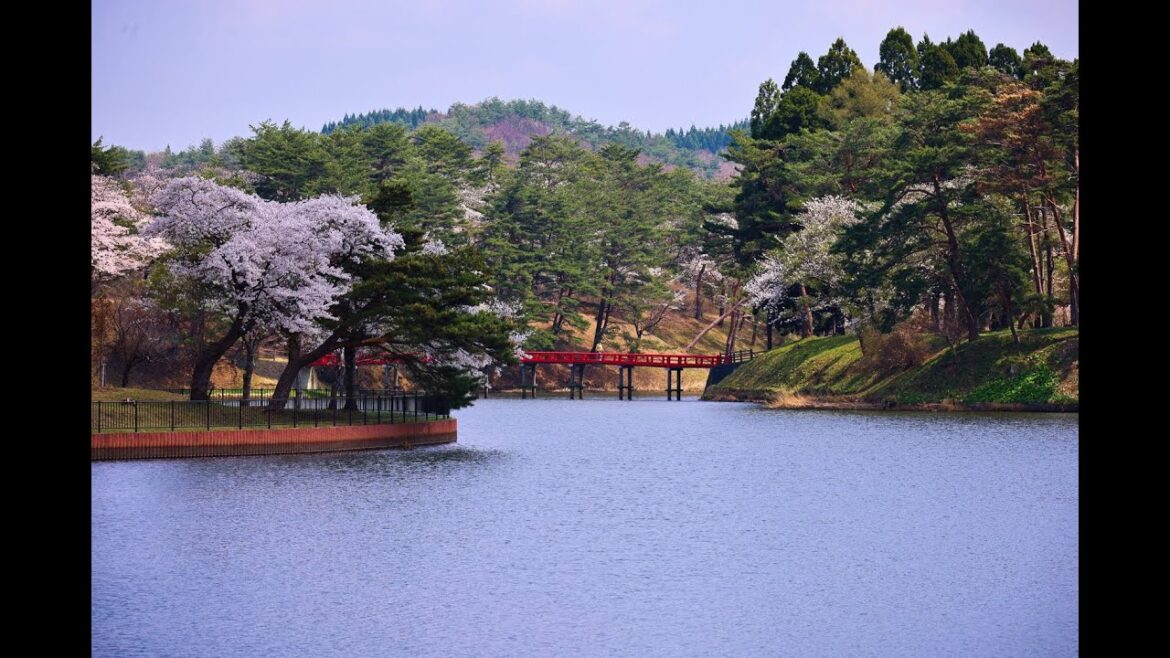 8K HDR 秋田 鷹巣公園の桜 Akita,Sakura at Takanosu Park