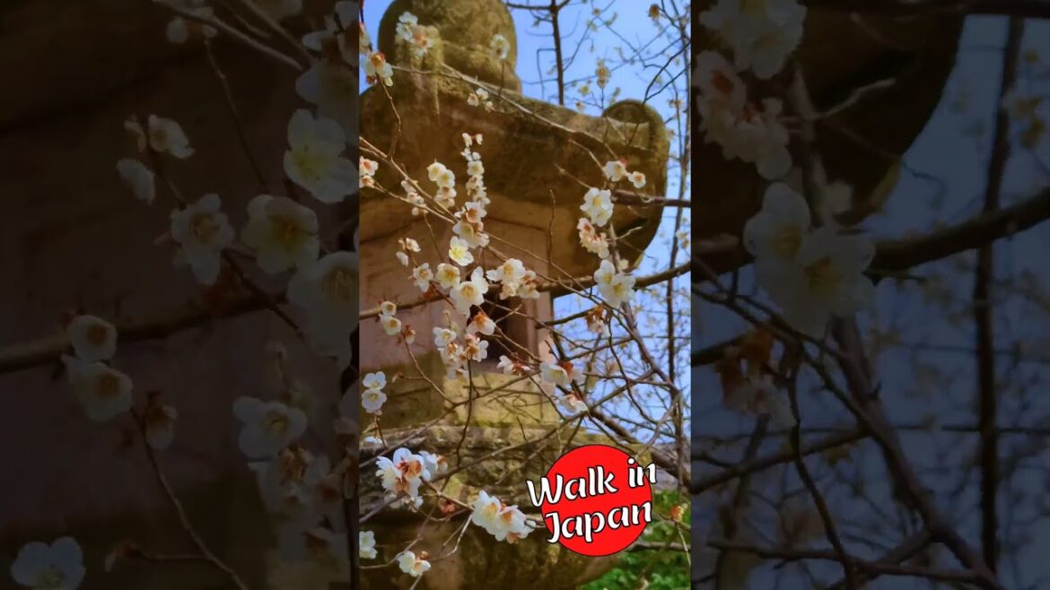 Cherry Blossoms 🌸 and a Stone Lantern #japan #shorts