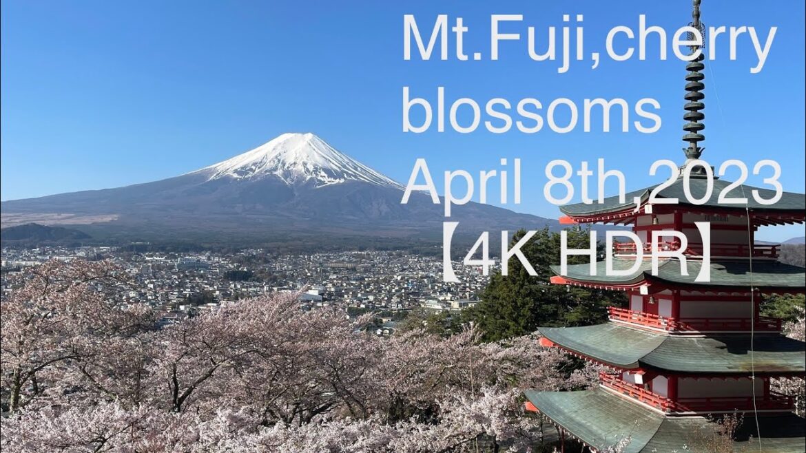 (4K HDR) Mt.Fuji,cherry blossoms,five-storied pagoda at Arakurayama Sengen park. April 8th 2023