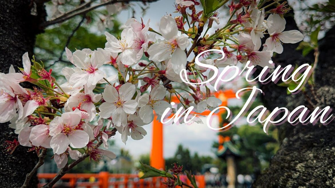 SPRING | THE MOST FAMOUS SEASON IN JAPAN | KYOTO | CHERRY BLOSSOM | SAKURA | RAMVID #65 SPRING | THE MOST FAMOUS SEASON IN JAPAN | KYOTO | CHERRY BLOSSOM | SAKURA | RAMVID #65