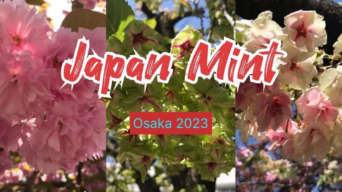 Japan Trip : Osaka 2023 | Japan Mint Sakura(Cherry Blossoms) เที่ยวญี่ปุ่นชมซากุระโรงกษาปณ์โอซาก้า Japan Trip : Osaka 2023 | Japan Mint Sakura(Cherry Blossoms) เที่ยวญี่ปุ่นชมซากุระโรงกษาปณ์โอซาก้า