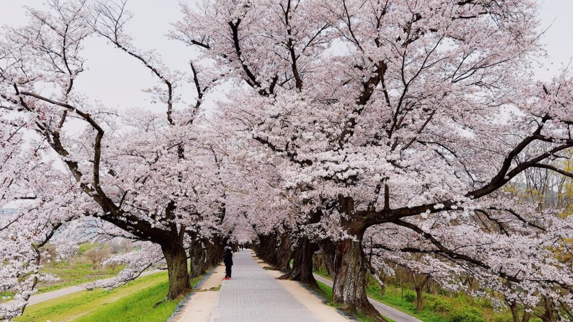 Kyoto Relaxing Walking Under the Cherry Blossoms in Full Bloom | Ambience Sounds Sleep Study 4K AMSR