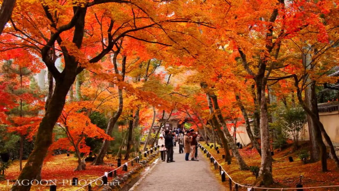 京都秋艶 autumn colors momiji leaves in Kyoto Japan  紅葉