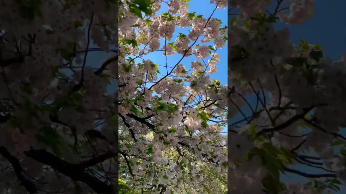 Cherry blossom season #japan #travel #nature #travellife #reels #escape