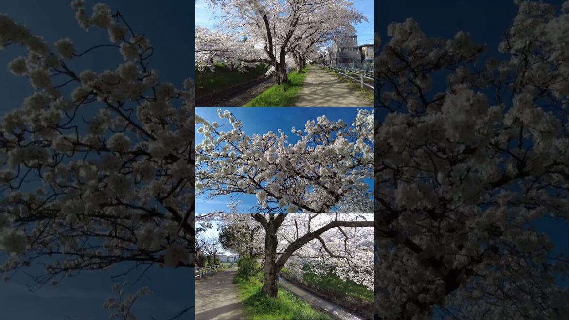 Sakura Splendor: Triple View Cherry Blossoms at Sahogawa River, Nara | #Shorts
