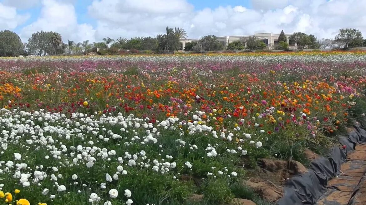 The Flower Fields of Carlsbad Ranch